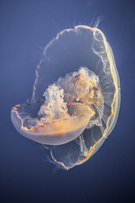 Jellyfish-82.jpg