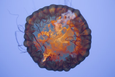 Jellyfish-83.jpg