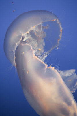 Jellyfish-84.jpg