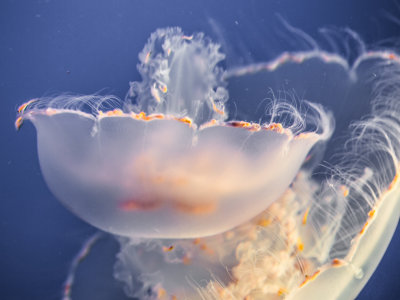 Jellyfish-85.jpg