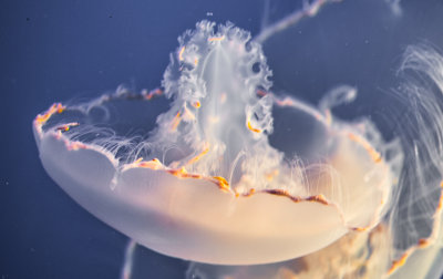 Jellyfish-86.jpg