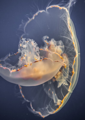 Jellyfish-87.jpg