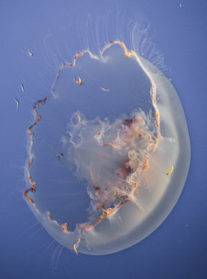 Jellyfish-88.jpg