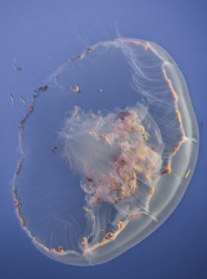 Jellyfish-89.jpg