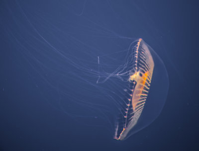 Jellyfish-9.jpg