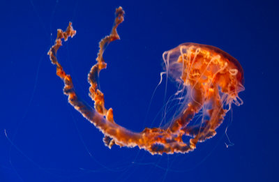 Jellyfish-90.jpg