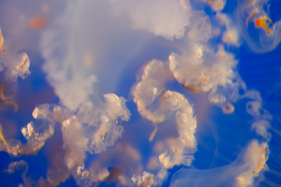 Jellyfish-91.jpg