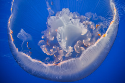 Jellyfish-92.jpg