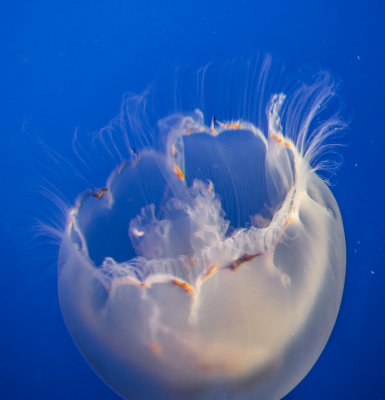 Jellyfish-93.jpg