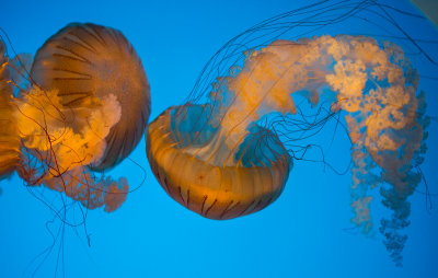 Jellyfish-97.jpg