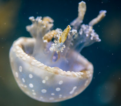 Jellyfish-99.jpg