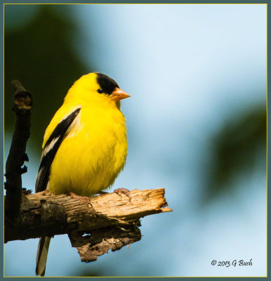 Male Goldfinch