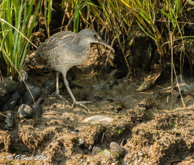 Juvenile Clapper Rail