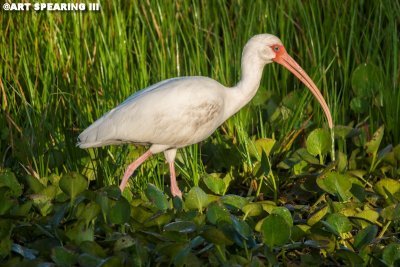 Orlando Wetlands White Ibis