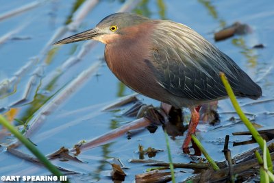 Viera Wetlands Little Green Heron Portrait