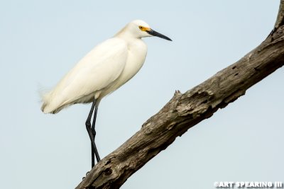 Orlando Wetlands Snowy Egret