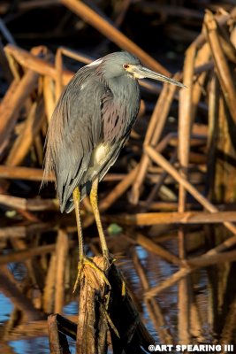 Perched Tri-Colored Heron