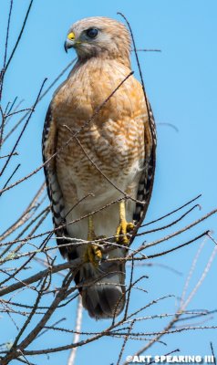 Perched Red Shouldered Hawk