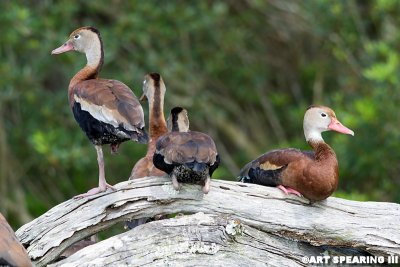 Black-Bellied Whistling Ducks On The Lookout