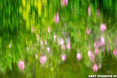 Wildwood Lake Wildflower Reflection