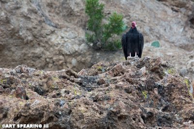 Turkey Vulture Sentinel