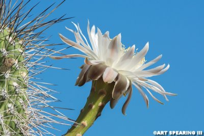 Desert Botanical Gardens Cactus Blossom