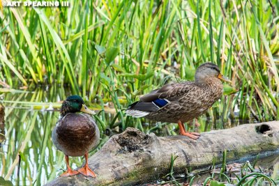 Wildwood Lake Mallard Pair