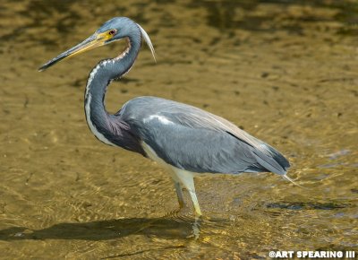 Orlando Wetlands Tri-Colored Heron