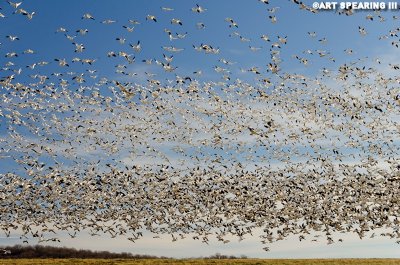 Middle Creek Snow Geese New Year's Day 2015 #2    