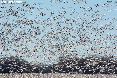 Middle Creek Snow Geese New Year's Day 2015 #4