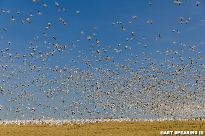 Middle Creek Snow Geese New Years Day 2015 #7