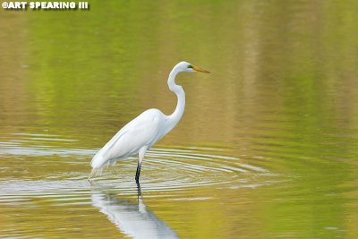 Wildwood Lake Great Egret and Reflections