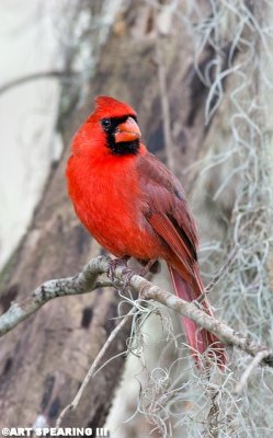 Circle B Bar Male Cardinal