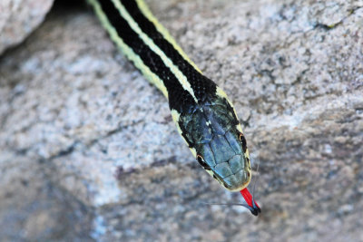 The Serpent's Tongue