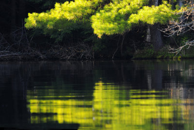 White Pine Reflections