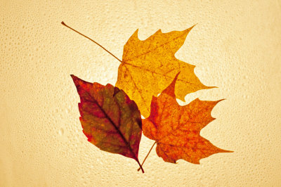Fall Leaves Study