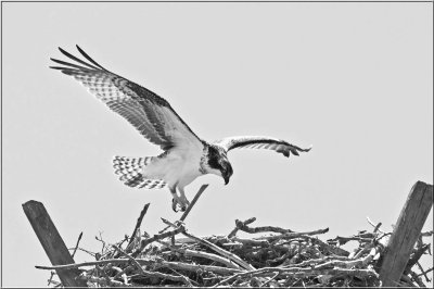 Osprey Alighting On Nest