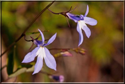 Kalm's Lobelia Growing At A Fenn