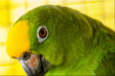 Yellow Headed Amazon Parrot