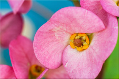 Tropical Rose Macro