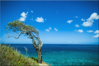 Tree At Quarantine Park, Former Leper Colony
