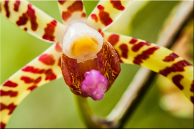 Scorpion Orchid Macro