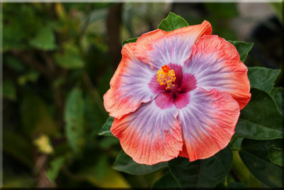 Hybrid Tropical Hibiscus