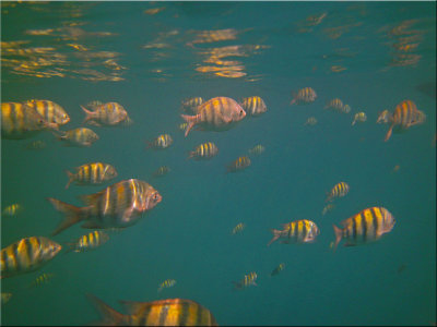 Sgt Majors At Flamingo Bay