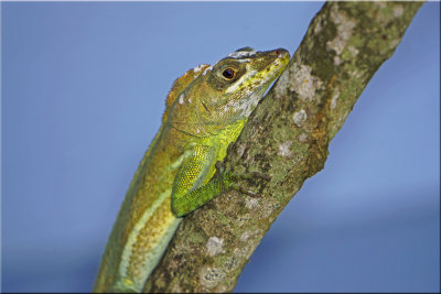 Green Lizard