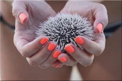Sea Anemone