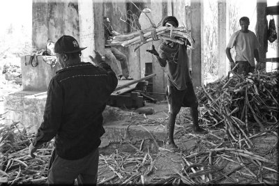 Rivers Rum Distillery Cane Workers