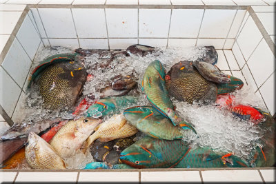 Today's Catch At The Cariacou Fish Market