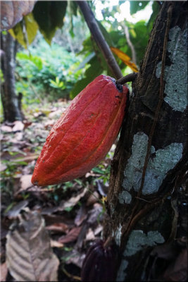 Coca Bean Fruit
