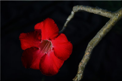 Red Hibiscus
